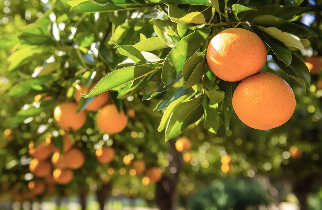 FRUIT PICKING 蒲郡オレンジパーク